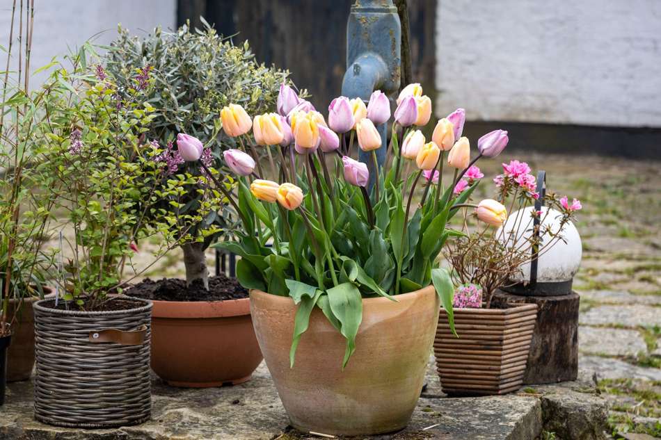 'Bubblegum' tulpanblandning